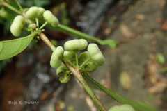 Glochidion ellipticum